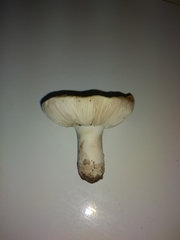 Basidiomycota