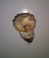 Basidiomycota