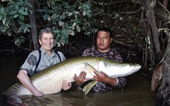 Arapaima gigas