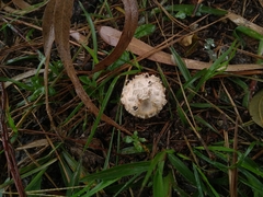 Basidiomycota