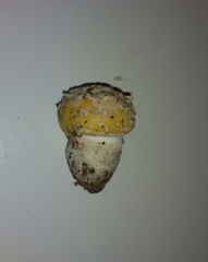 Basidiomycota