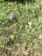 Scorzonera purpurea