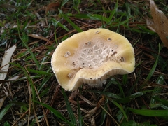 Basidiomycota