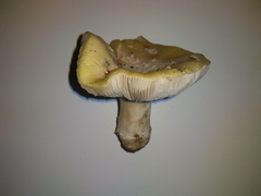 Basidiomycota