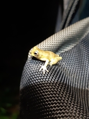 Dendropsophus parviceps