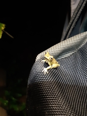 Dendropsophus parviceps