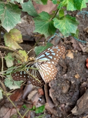 Ideopsis vulgaris