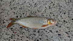 Brycon alburnus