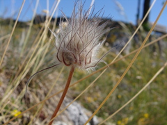 Pulsatilla
