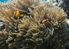 Amphiprion nigripes