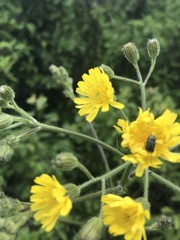 Crepis nicaeensis