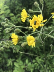 Crepis nicaeensis