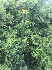 Crepis nicaeensis