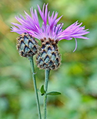 Centaurea scabiosa
