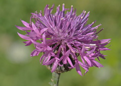 Centaurea scabiosa