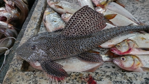 Zucchini catfish (Isorineloricaria spinosissima) — Loricariidae — 4