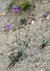 Centaurea scabiosa