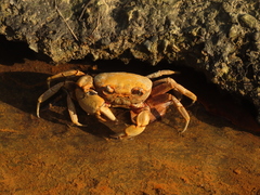 Nanhaipotamon formosanum