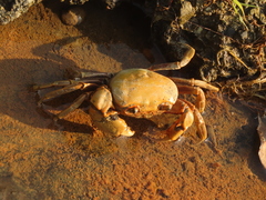 Nanhaipotamon formosanum