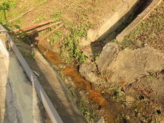 Nanhaipotamon formosanum