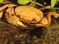 Nanhaipotamon formosanum