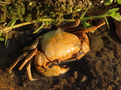 Nanhaipotamon formosanum