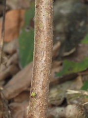 Cordia dichotoma