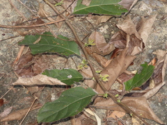 Cordia dichotoma