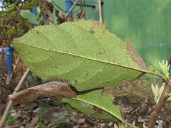 Cordia dichotoma