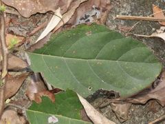 Cordia dichotoma