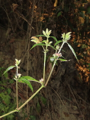 Lepidagathis formosensis