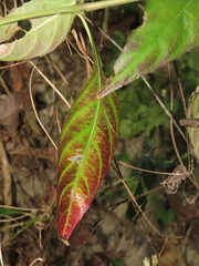 Lepidagathis formosensis