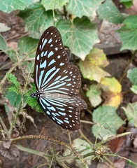 Ideopsis vulgaris macrina