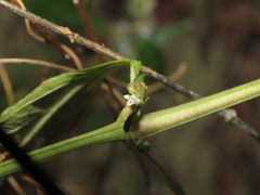 Lepidagathis formosensis