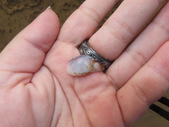 Brachidontes pharaonis