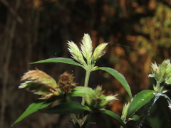 Lepidagathis formosensis