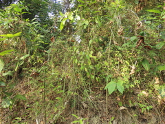 Lepidagathis formosensis