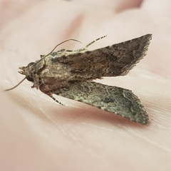 Protorthodes