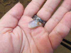 Brachidontes pharaonis