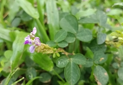 Grona heterocarpos