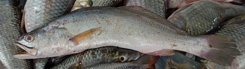 Queen corvina (Cynoscion albus) — Sciaenidae — 2