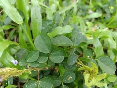 Grona heterocarpos