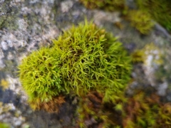 Didymodon sinuosus