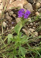 Glandularia wrightii