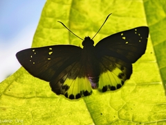 Tagiades ultra