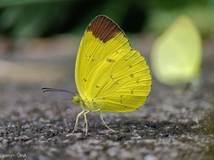 Eurema sari