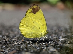 Eurema simulatrix
