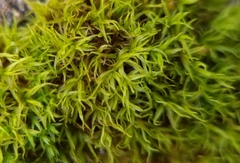 Didymodon sinuosus