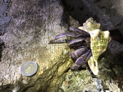 Coenobita violascens