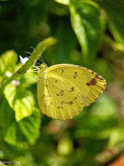 Eurema simulatrix